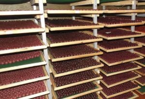 Boilies cu mâinile lor (lor) Boilies cu mâinile lor