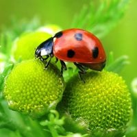 Ladybird 1 (vaca) Ladybug 1