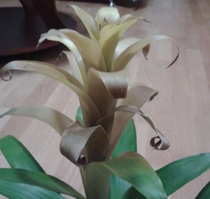îngrijire bromeliad și reproducerea în casă (condiții) îngrijire bromeliad și reproducerea în casă