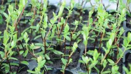 plantare de grădină Lingonberry și îngrijirea corespunzătoare (clasa include afinele) plantare de grădină Lingonberry și îngrijire corespunzătoare