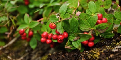 plantare de grădină Lingonberry și îngrijirea corespunzătoare (de plantare) plantare de grădină Lingonberry și îngrijire corespunzătoare