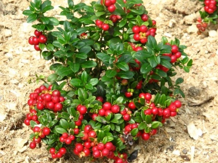 plantare de grădină Lingonberry și îngrijirea corespunzătoare (de plantare) plantare de grădină Lingonberry și îngrijire corespunzătoare