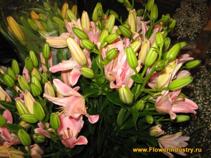Buchet de trandafiri un buchet crenguță cu mâinile lor (crizanteme) Buchet de trandafiri un buchet de crenguță cu mâinile lor