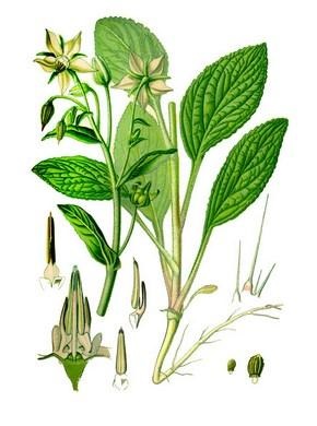 Borage, proprietăți medicinale, descriere, aplicare, contraindicații, rețete, foto - (proprietăți) Limba mielului, proprietăți medicinale, descriere, aplicare, contraindicații, rețete, fotografii -