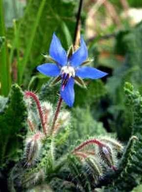 Borage, proprietăți medicinale, descriere, aplicare, contraindicații, rețete, foto - (proprietăți) Limba mielului, proprietăți medicinale, descriere, aplicare, contraindicații, rețete, fotografii -