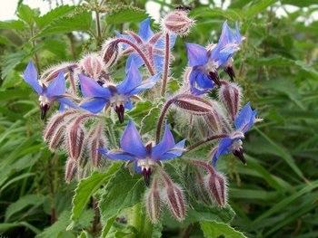 Borage - descriere, proprietăți (borage) Borage - Descriere, proprietati