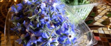 Borage - descriere, proprietăți (borage borage) Borage - Descriere, proprietati