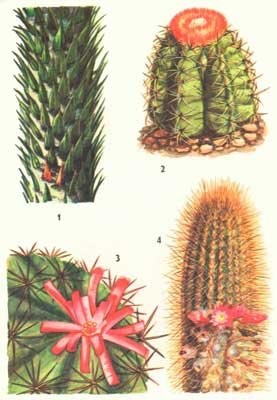 America Centrală și de Sud (Mexic, America tropicala) Centrală și America de Sud