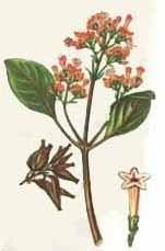 America Centrală și de Sud (familia orhidee Orchidaceae) Centrală și America de Sud