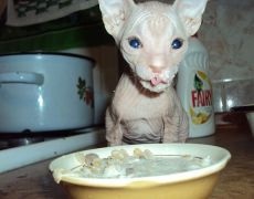 Sfinxul alimentare (Sphinx) Ce să se hrănească sfinxului