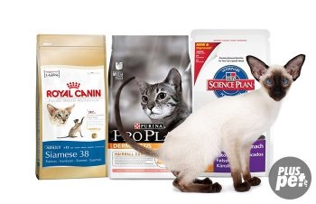 Furajul si siameză (cat) Ce să se hrănească pisoi siamez și