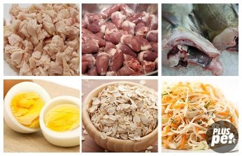 Ce să se hrănească o pisica siamez si un pisoi (putere siamez) Ce să se hrănească pisoi siamez și