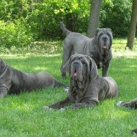 Ce să se hrănească un câine - instrucțiunea cea mai detaliată (hrana pentru animale) Ce să se hrănească un câine - instrucțiunile cele mai detaliate