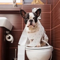 Ce să se hrănească un câine - instrucțiuni cele mai detaliate (câine) Ce să se hrănească un câine - instrucțiunile cele mai detaliate
