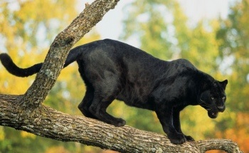 Acționată Panther - știu totul! (Panther) Acționată Panther - știu totul!