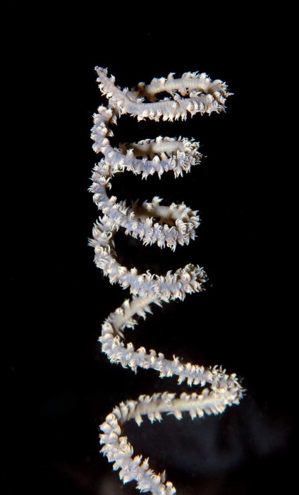 corali negre bijuterie subacvatice (coral) corali negru comori subacvatice