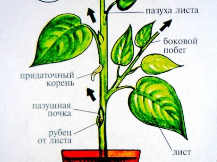 Ce se poate face în cazul în care Gloxinia inflorit, de îngrijire și de ce după înflorire a plantelor nu poate înflori (după) Ce se poate face în cazul în care Gloxinia inflorit, de îngrijire și de ce după ce planta cu flori nu poate înflori