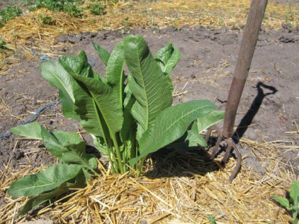 Ce poate fi plantate lângă usturoi, pot planta căpșuni