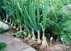 Ce pot fi plantate lângă usturoi, dacă să planteze căpșuni (usturoi) pot fi Ce poate fi plantate lângă usturoi, pot planta căpșuni