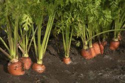 Ce pot fi plantate lângă usturoi, dacă să planteze căpșuni (usturoi) pot fi Ce poate fi plantate lângă usturoi, pot planta căpșuni
