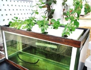 Care este metoda de hydroponics, ghivece cu plante (plante hidroponice) Care este metoda de hidroponice, plante de interior