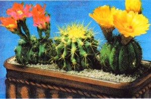 Care este metoda de hydroponics, ghivece cu plante (plante hidroponice) Care este metoda de hidroponice, plante de interior