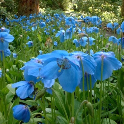 Miracol al naturii - maci albastre (meconopsis)