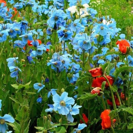 Miracol al naturii - maci albastre (meconopsis) (un miracol) Miracol al naturii - maci albastre (meconopsis)