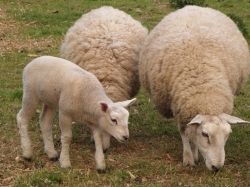 Tcigajskih rasa de oi - agroxxi (ovine) Tcigajskih rasa de oi - agroxxi