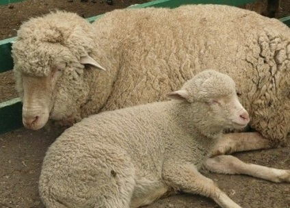 Tcigajskih rasa de oi - agroxxi (rase de ovine lână-carne polutonkorunnyh) Tcigajskih rasa de oi - agroxxi