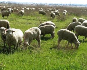 Tcigajskih rasa de oi - agroxxi (roca) Tcigajskih rasa de oi - agroxxi