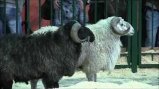 Tcigajskih rasa de oi fotografie, o descriere (ovine) Tcigajskih rasa de oi fotografie, caracteristicile