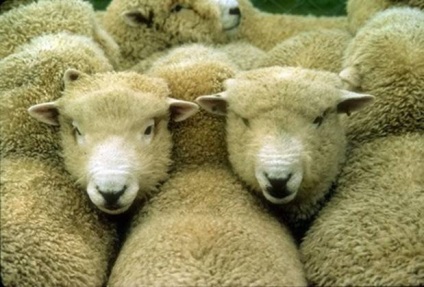 Tcigajskih rasa de oi, rasa oi (rasa) Tcigajskih rasa de oi, rase de ovine