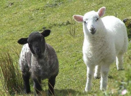 Tcigajskih rasa de oi, rasa oi (rasa) Tcigajskih rasa de oi, rase de ovine