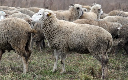 Tcigajskih rasa caracteristică a oilor și consiliere cu privire la conținutul (tcigajskih) Tcigajskih rasa caracteristică de ovine și consiliere cu privire la conținutul