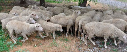 Tcigajskih rasa caracteristică de ovine și consiliere cu privire la conținutul (rocă) Tcigajskih rasa caracteristică de ovine și consiliere cu privire la conținutul