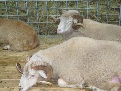 Tcigajskih rasa caracteristică a oilor și consiliere cu privire la conținutul (tcigajskih) Tcigajskih rasa caracteristică de ovine și consiliere cu privire la conținutul