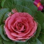 Flori muzhegony (muzhegony) flori muzhegony