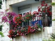 Flori de pe balcon pe tot parcursul anului, 13 poze de balcoane cu flori, îngheț alegere și plante ample