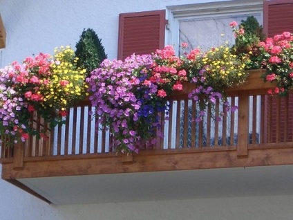 Flori de pe balcon pe tot parcursul anului, 13 poze de balcoane cu flori, îngheț alegere și plante ample (gradina de iarna pe balcon) Flori de pe balcon pe tot parcursul anului, 13 poze de balcoane cu flori, îngheț alegere și plante ample