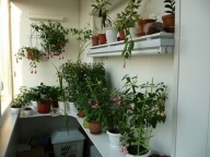 Flori de pe balcon pe tot parcursul anului, 13 fotografii de balcoane cu flori, îngheț alegere și plante ample (flori) Flori de pe balcon pe tot parcursul anului, 13 poze de balcoane cu flori, îngheț alegere și plante ample