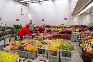 Flori cu ridicata - mai ieftin! (Furnizor) Flori cu ridicata - mai ieftin!