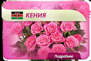 Livrare de flori en-gros de toate România - flori enigma (flori en-gros) Livrare de flori en-gros de toate România - flori enigma