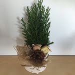 Livrare de flori en-gros de toate România - flori enigma (en-gros de flori de vânzare) Livrare de flori en-gros de toate România - flori enigma
