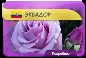 Livrare de flori en-gros de toate România - flori enigma (enigmă) Livrare de flori en-gros de toate România - flori enigma