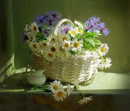 flori Daisy fotografie (50 poze) (musetel) flori Daisy fotografie (50 poze)
