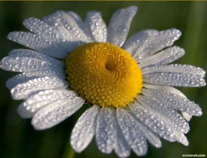 flori Daisy fotografie (50 poze) (flori) flori Daisy fotografie (50 poze)