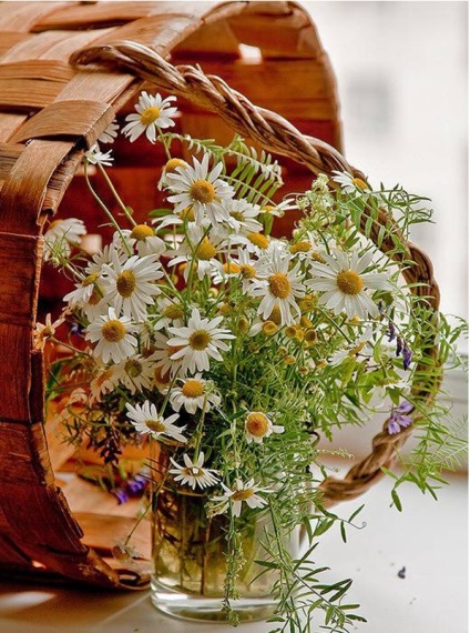 flori Daisy fotografie (50 poze) (flori) flori Daisy fotografie (50 poze)