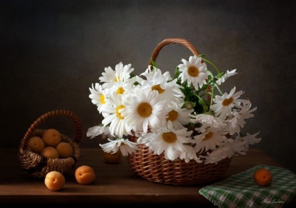 flori Daisy fotografie (50 poze) (musetel) flori Daisy fotografie (50 poze)
