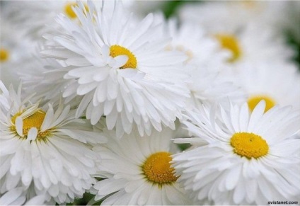 flori Daisy fotografie (50 poze) (flori) flori Daisy fotografie (50 poze)